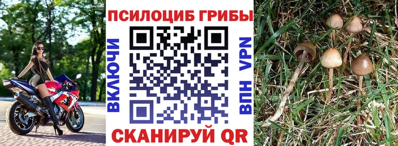 Галлюциногенные грибы Magic Shrooms  как найти наркотики  Горбатов 